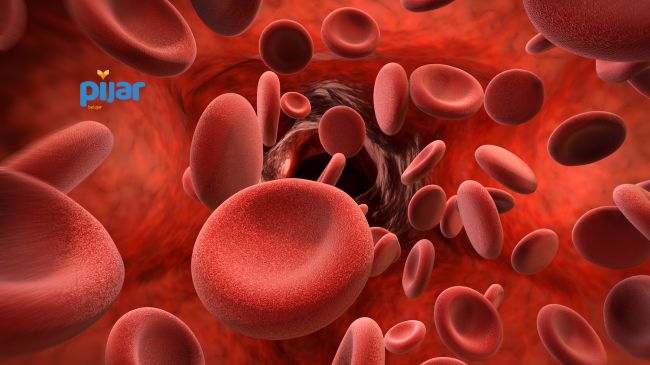 Sistem Peredaran Darah Manusia: Pengertian, Fungsi, Organ, dan Kelainannya image