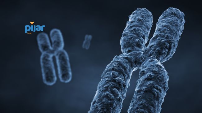Macam-Macam Mutasi Kromosom, Contoh, dan Kelainannya image