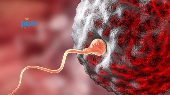 Sistem Reproduksi Manusia: Pengertian, Alat-Alat Reproduksi, dan Penyakitnya image