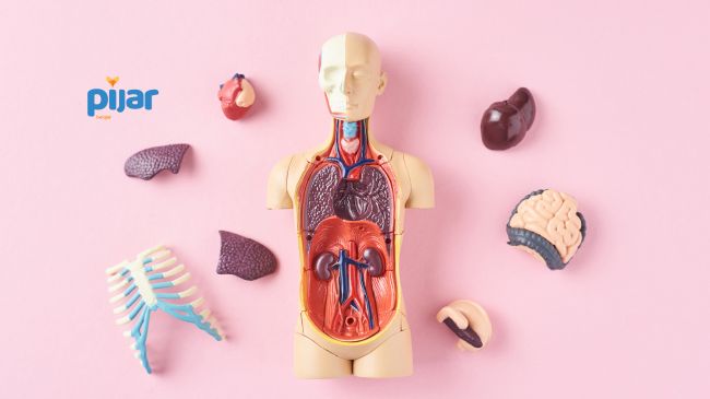 Macam-Macam Sistem Organ Pada Manusia image