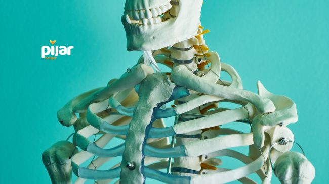 Tulang Rangka Pada Manusia: Pengertian, Fungsi, Macam, Jenis, dan Bentuknya image