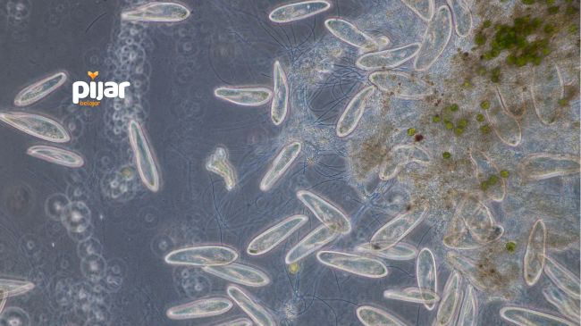 Protozoa (Protista Mirip Hewan): Pengertian, Ciri-Ciri, Struktur, Klasifikasi, dan Peranannya image