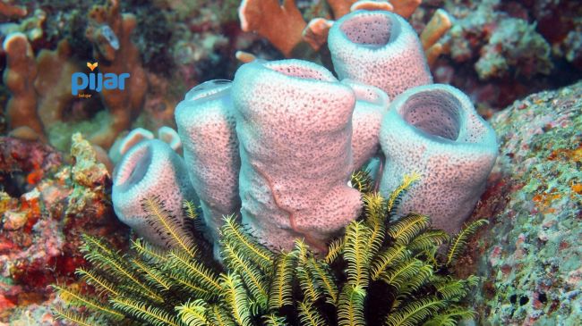 Porifera: Pengertian, Ciri, Kelas, Reproduksi, dan Contoh Hewannya image