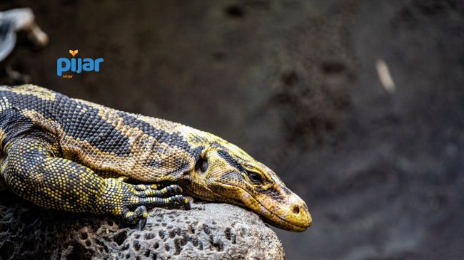 Reptilia: Pengertian, Ciri-Ciri, Struktur Tubuh dan Klasifikasinya image