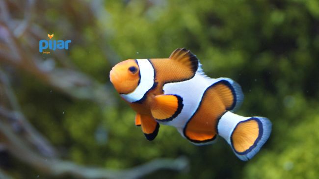 Pisces (Ikan): Pengertian, Ciri-Ciri, Struktur Morfologi, dan Klasifikasinya image