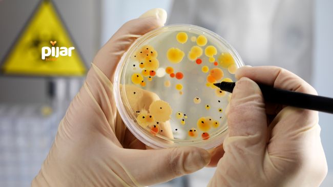 Bakteri: Ciri-Ciri, Struktur, Klasifikasi, Cara Hidup, dan Reproduksinya image