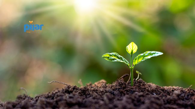 Pertumbuhan dan Perkembangan Pada Tumbuhan: Perbedaan, Tahapan, dan Faktor yang Mempengaruhinya image
